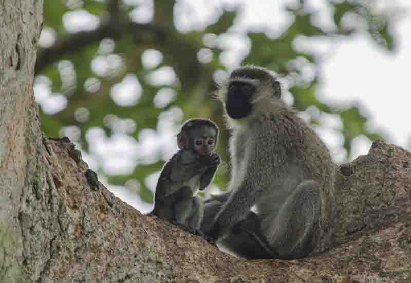 Mono Verde - parque nacional Queen Elizabeth - Uganda 3.jpg